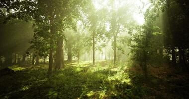 Ambient-lit CGI Sunlight filters through trees in a serene forest during the afternoon video