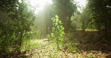Surreal CGI Sunlight filters through trees in a serene forest setting video