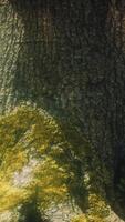 CGI tree roots and sunshine in a green forest with moss video