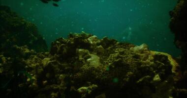 The concept of CGI Underwater exploration reveals vibrant coral reef ecosystem video