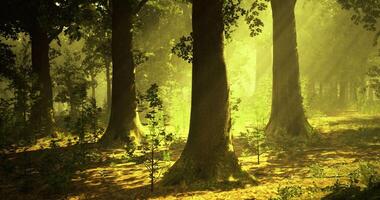 Tranquil CGI Sunlight filters through trees in a vibrant forest during early morning video