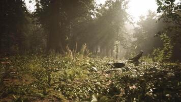 The CGI Sunlight filtering through trees in a serene forest video