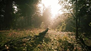 The CGI Morning sunlight filters through trees in a tranquil forest setting video