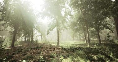 A lush CGI Sunlight filters through trees in a serene forest setting during morning hours video