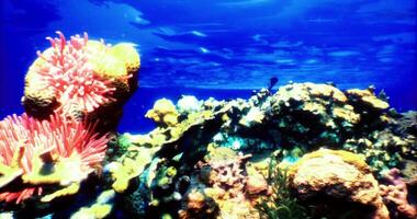 The concept of CGI Vibrant coral reef teeming with marine life in clear blue waters video