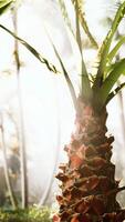 Realistic CGI tropical garden with palm trees in sun rays video