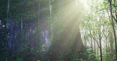 A refreshing CGI Sunlight filters through trees in a serene forest setting during morning video