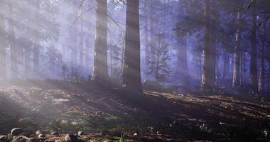 Layered CGI Sunlight filters through trees in a serene forest landscape at dawn video
