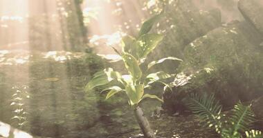 Light-flooded CGI Sunlight filters through trees illuminating a young plant in a forest video