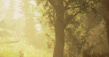 Enchanting CGI Sunlight filters through trees in a vibrant forest during early morning video
