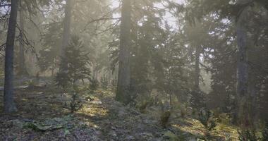 Nature-infused CGI Sunlight filters through trees in a serene forest during the morning video