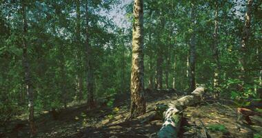 Nature-inspiredCGI Sunlight filters through trees in a serene forest landscape during daytime video