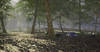Breathtaking CGI Sunlight filters through trees in a tranquil forest setting at dawn video