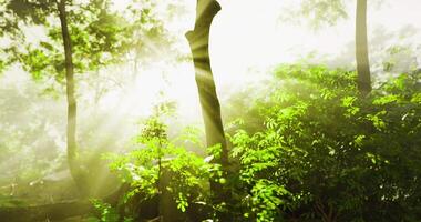 Quiet CGI Sunlight filters through lush trees in a serene forest setting video