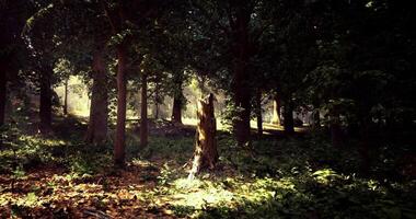 Inviting CGI Sunlight filters through trees in a serene forest during early morning hours video