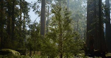 A Balanced CGI Sunlight filters through tall trees in a serene forest landscape video