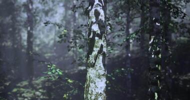 Reflective concept of CGI Sunlight filtering through trees in a tranquil forest setting video