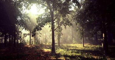 Quiet concept of CGI Sunlight filtering through trees in a serene forest setting video