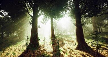 A Quiet CGI Sunlight filtering through trees in a serene forest setting video