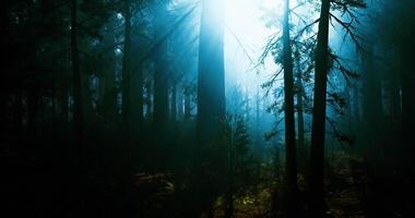 Light-filled CGI Sunlight filters through misty forest trees creating a serene atmosphere video