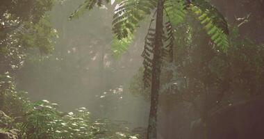 Vibrant CGI Sunlight filters through lush foliage in a tranquil forest setting video