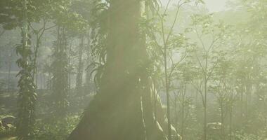 A Rustic CGI Sunlight filters through lush foliage in a serene forest setting video
