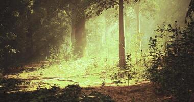 A Quiet CGI Sunlight filters through lush trees in a tranquil forest pathway video
