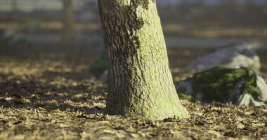 Backlit forest CGI Sunlight filters through trees illuminating a forest floor covered in leaves video