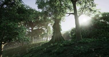 A Graceful CGI Sunlight filters through lush trees in a serene forest setting video