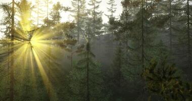 Sun-through-leaves CGI Sunlight filters through tall trees in a serene forest setting video