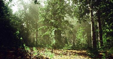 A Realistic CGI Sunlight filters through dense trees in a serene forest setting video