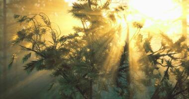 Glowing CGI Sunlight filtering through trees in a serene forest during early morning hours video