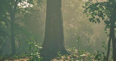A Leafy CGI Sunlight filtering through trees in a serene forest setting video