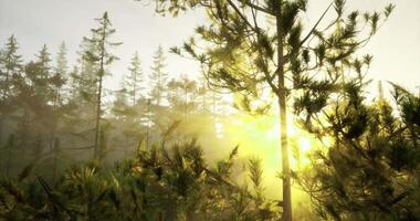 Transitional CGI Sunlight filtering through trees in a misty forest during morning hours video
