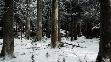 CGI Snow covered winter forest with tall trees and a serene atmosphere video