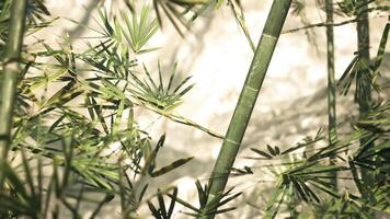 The Art of CGI Bamboo grove surrounded by misty mountains in china at dawn video
