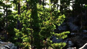 CGI forest tranquilty Sunlight filtering through trees in a serene forest setting during daytime video