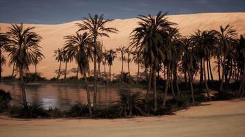 CGI Lush oasis surrounded by golden sand dunes under a clear blue sky video
