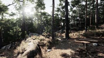 The concept of CGI Sunlight filters through trees in a serene forest landscape during midday video