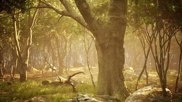 CGI View Morning sunlight filters through trees in a peaceful forest video