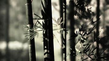 The Concept of CGI Bamboo grove surrounded by misty mountains in china at dawn video