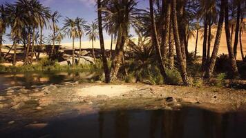 The CGI Serene oasis with palm trees and sandy dunes under a clear sky view video