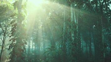 CGI Sun Shining Through Trees in Forest video