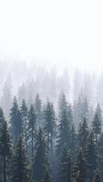 CGI aerial view of green spruce forest video