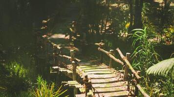 Cinematic CGI Ancient wooden footbridges built by aborigines in a lush jungle setting video