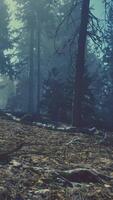 The concept CGI View in to tall pine trees on a summers day video
