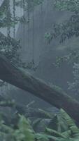 CGI Ancient laurel forest in National Park video