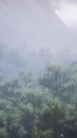 CGI Aerial forest scenery European Fores video