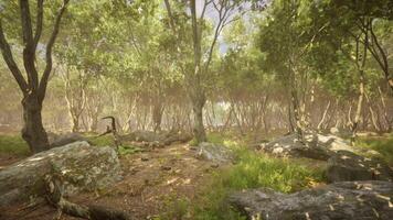 Cinematic CGI Serene forest landscape with rocky terrain and sunlight filtering through trees video