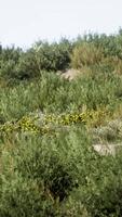 CGI Beach dunes with long grass video